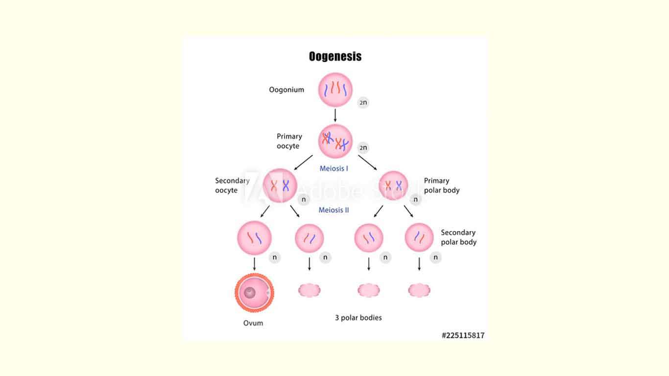 Perbedaan Spermatogenesis Dan Oogenesis Tabel